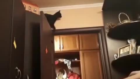 Cat jumping and trying to hold on