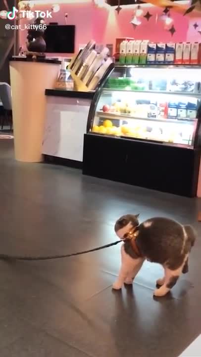 LOVELY CAT VIDEO SO CUTE