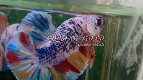 KOMPILASI IKAN CUPANG (CANDY, AVATAR, NEMO GALAXY, GIANT) BETTA FISH BEST QUALITY