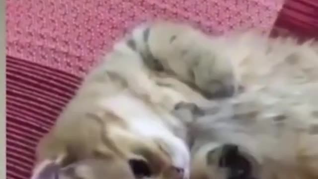 Cute heart melting kitten playing