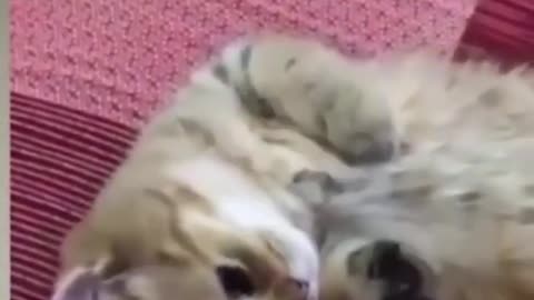 Cute heart melting kitten playing