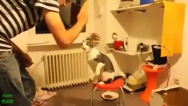 Videos of Crazy Cats Videos of Crazy Cats