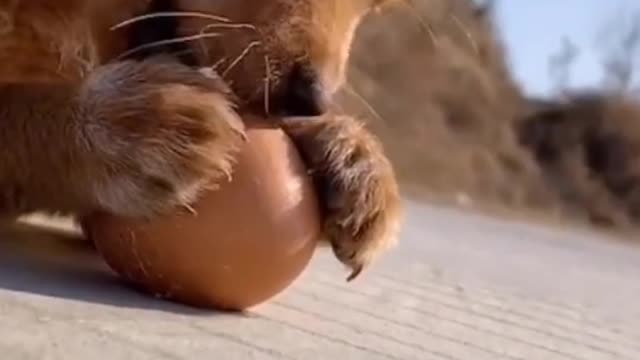 A puppies playing a egg