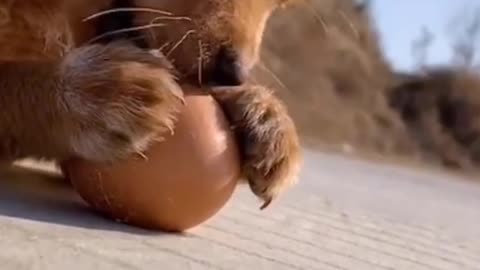 A puppies playing a egg