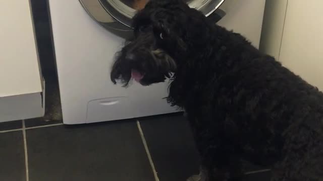 funny Cockapoo