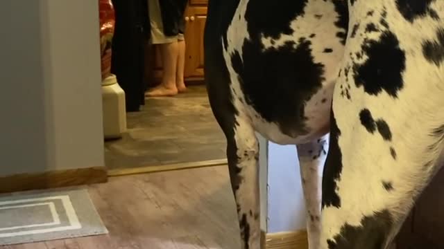 THE GREAT DANE Dog Video 102 - Great Dane Compilation - Tallest Dog in The World