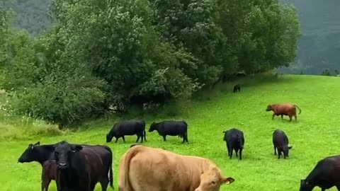 Pasture of cows in loen norway