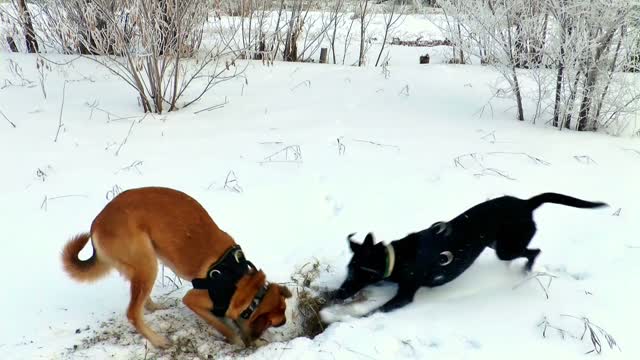 Funny dogs play in the snow