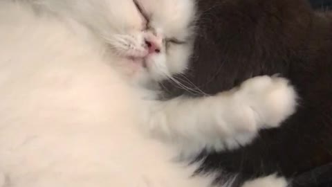 Black cat licking white cat
