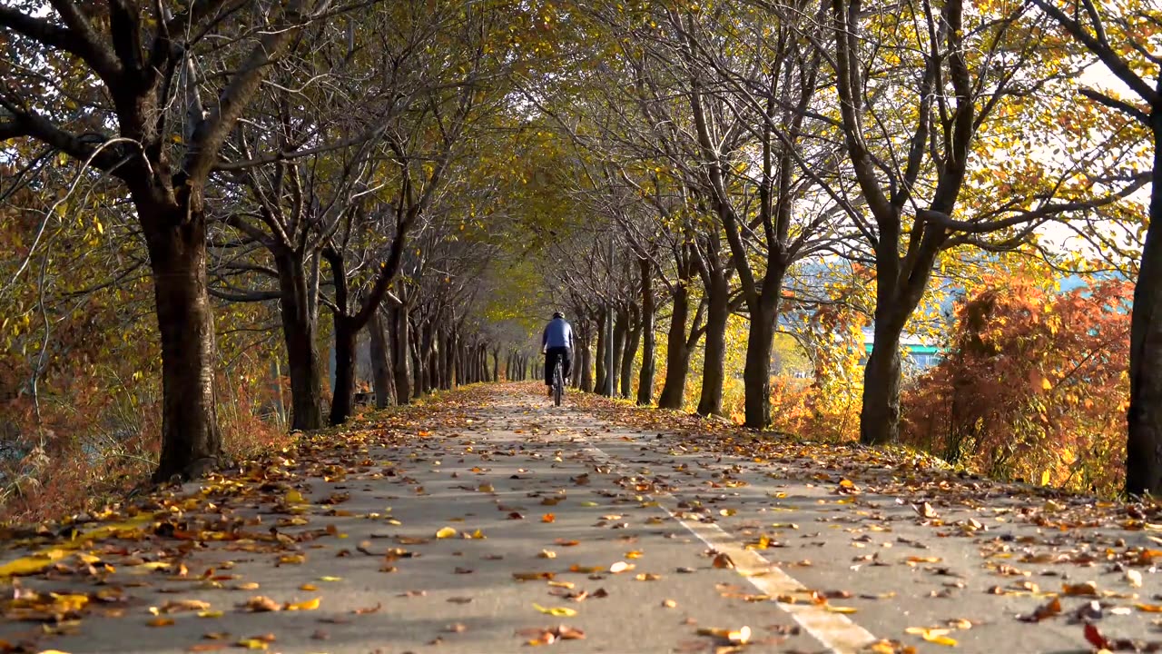 Why Leaves Change Colors Explained