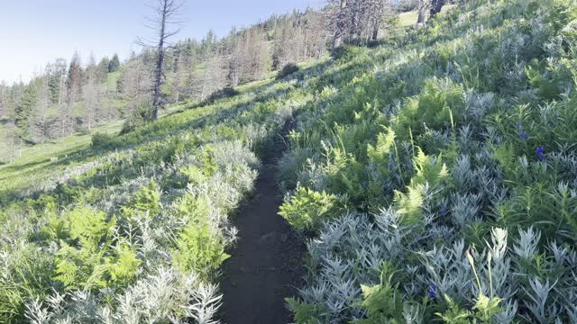 Ascending the Crescent Mountainside – Willamette National Forest – Central Oregon – 4K