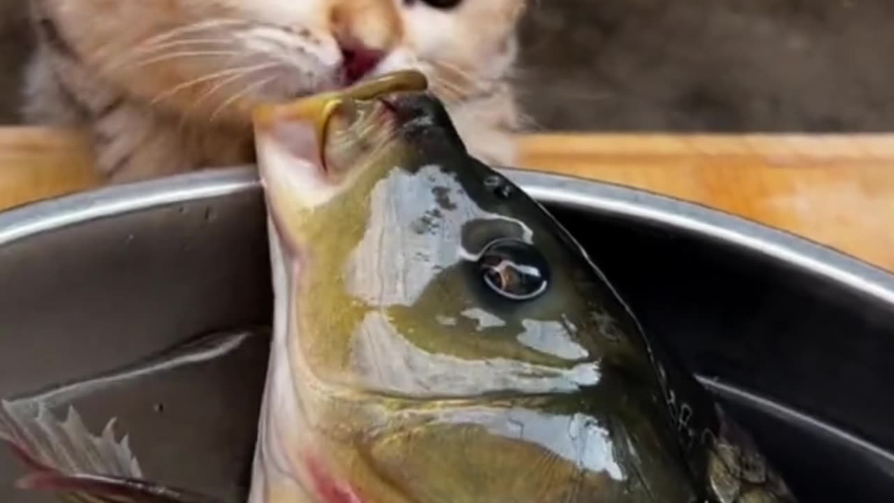 Dog And Fish Funny Moment 😂 |