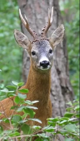 For your Viewing Pleasure