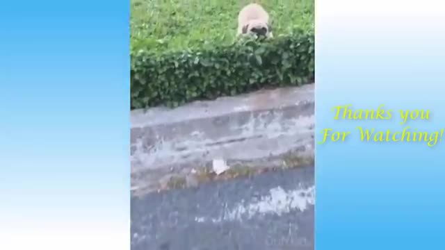 Funny moments of Cats and their Owners