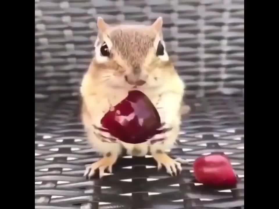 Cute adorable baby animals doing funny and cute things