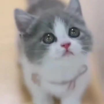 thelittlepuff #catcookingasmr #catchef #ytshorts #youtubeshort #short