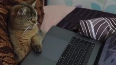 cat watching video on computer