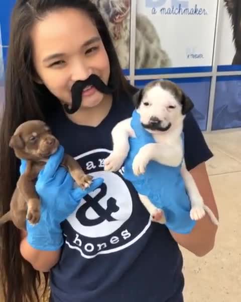 Cute little puppy shows off adorable mustache