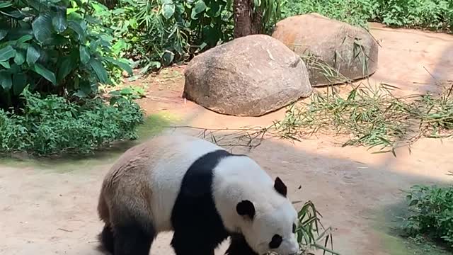 Panda at the Zoo Negara Malaysia Having Breakfast