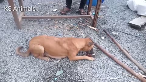 is looking lovely dog