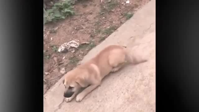 Actor dog funny