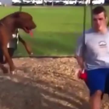 Kittens & Pups Cutest 2021 Try not to Laugh - 8