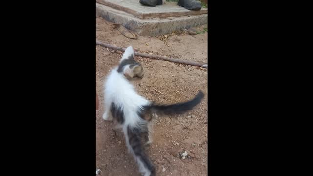 He is so cut cat#He lost his mother# Smile cat
