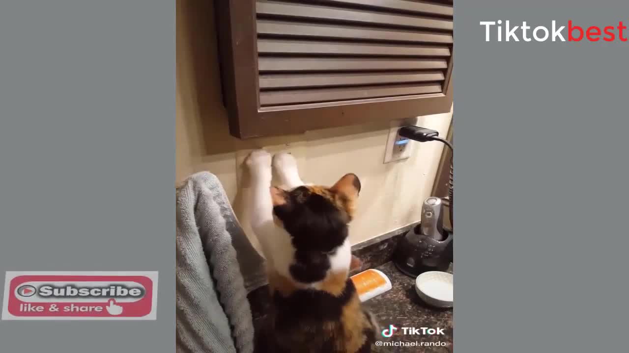 Funny Tiktok cats & Dogs