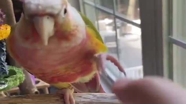 Funny Parrot Moments