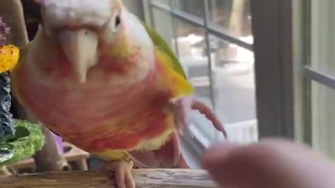 Funny Parrot Moments