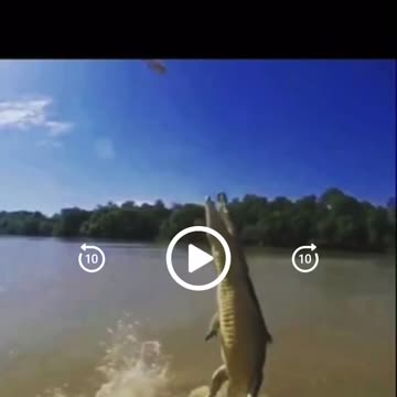 Did you know Crocs can launch there body 2/3rds straight up out of the water!