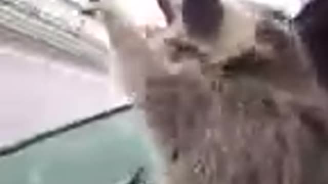 Raccoon is played in a car with an open window