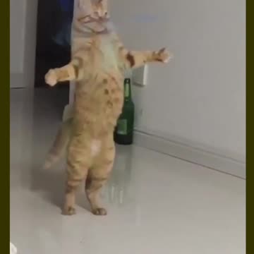 The proof of cat can dance 😺