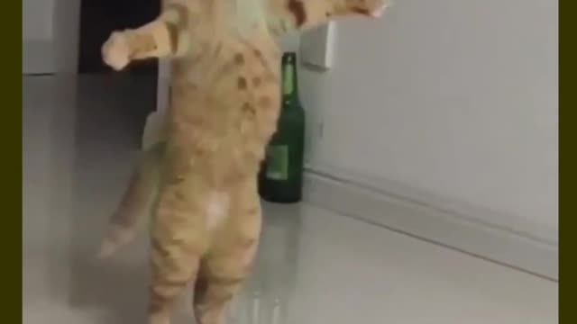 The proof of cat can dance 😺