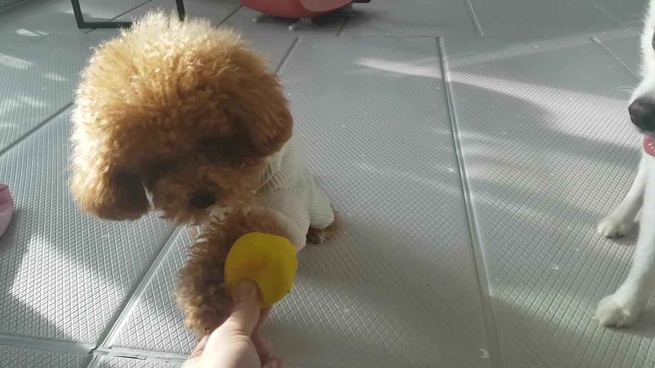 Playing puppies with toys