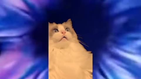 Cat Tooth Brush Mind Blown and (Late Video Link Description)