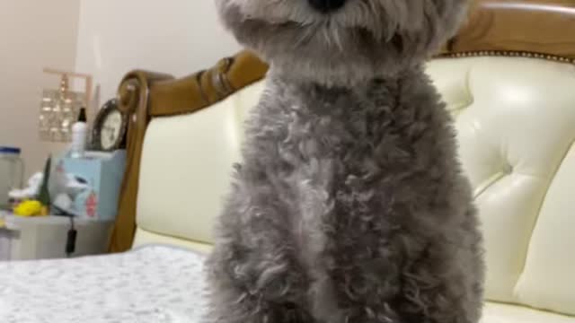 A puppy who gets mad at me for telling him to show his talent.