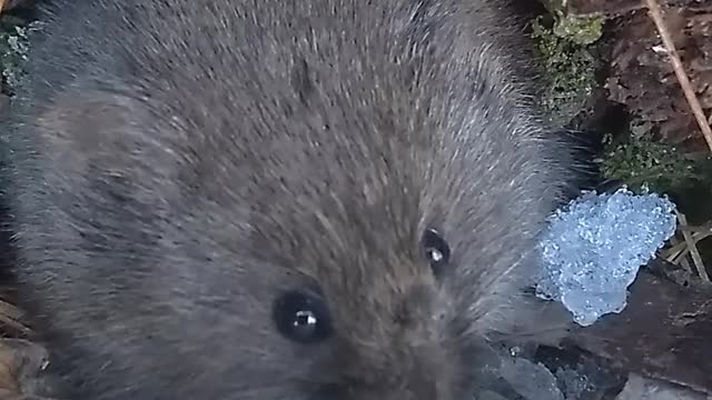 Cute Vole