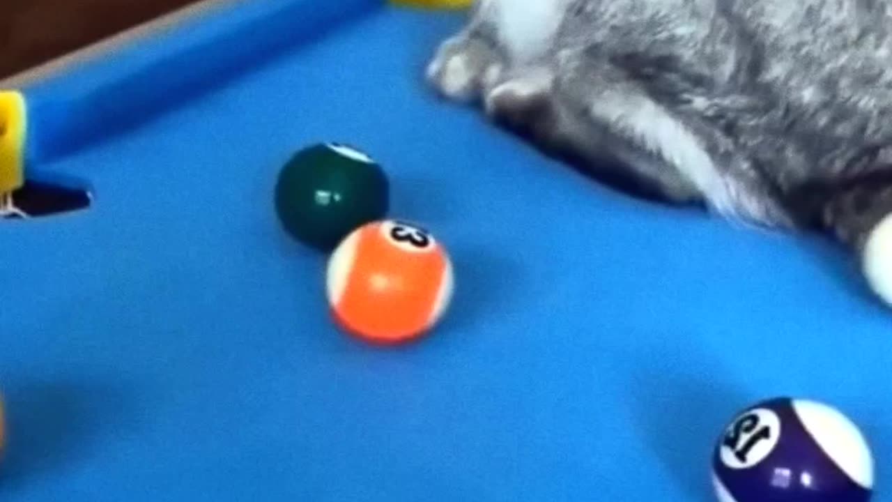New funny cats video
