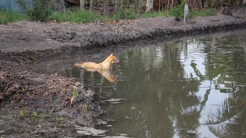 Funny dog ​​bath