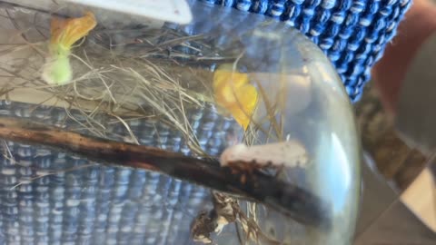 Salt Marsh Moth emerges from chrysalis