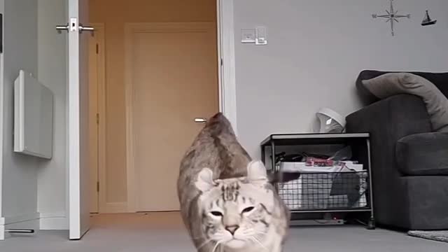 Cat slow motion clip