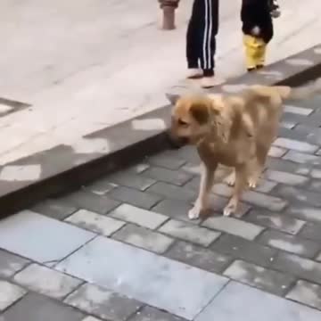 The dog is dancing.