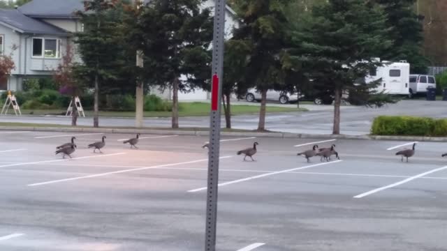 Geese Go Walking