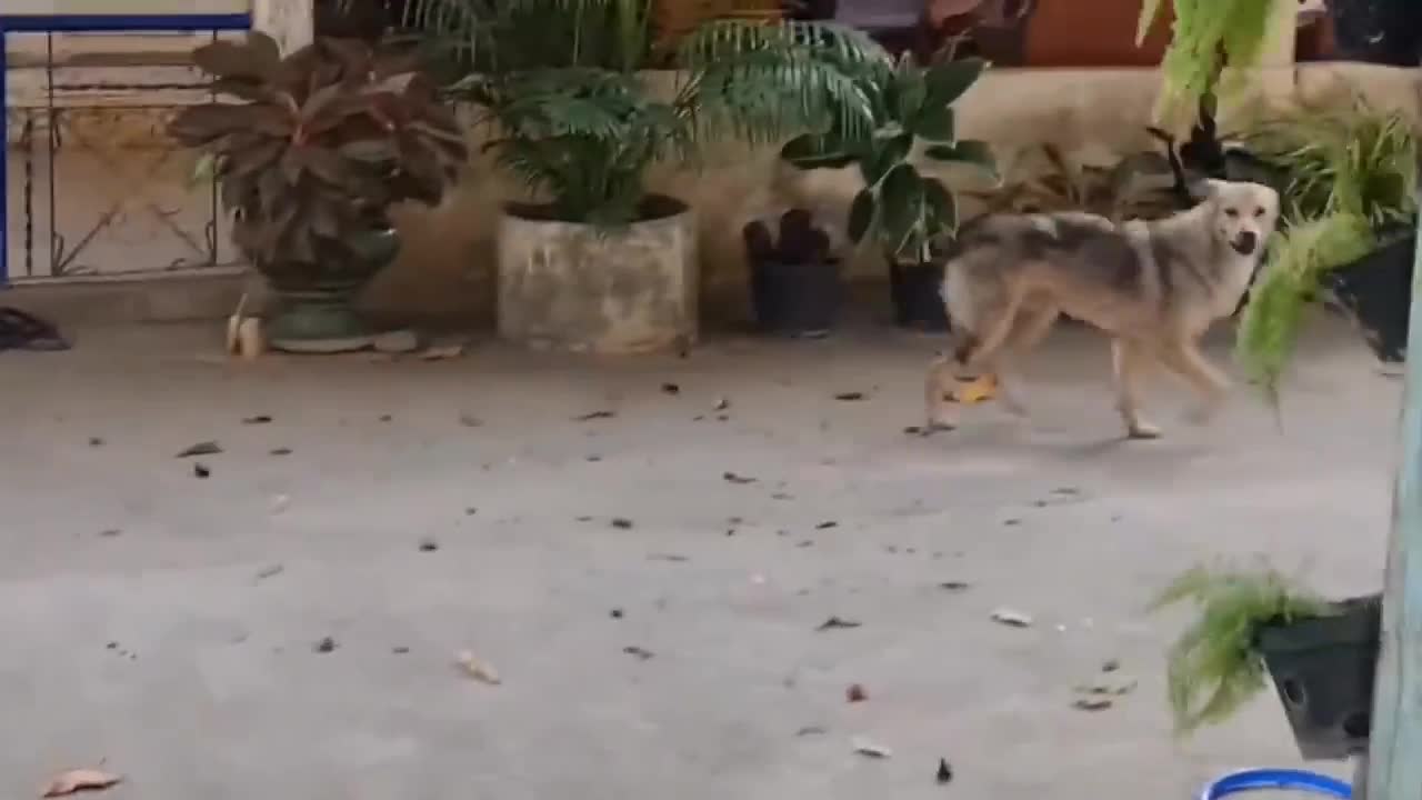 Funny tiger prank with dogs.