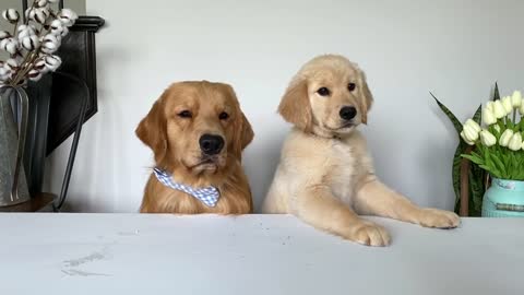 Smart dogs sitting like the people eating the foods in restaurant