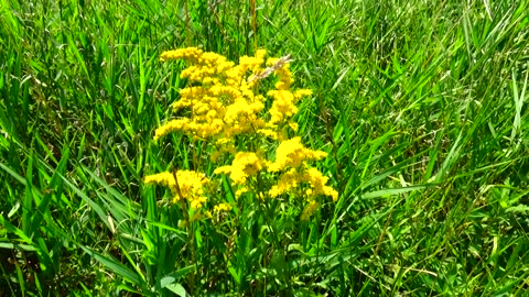 Goldenrod