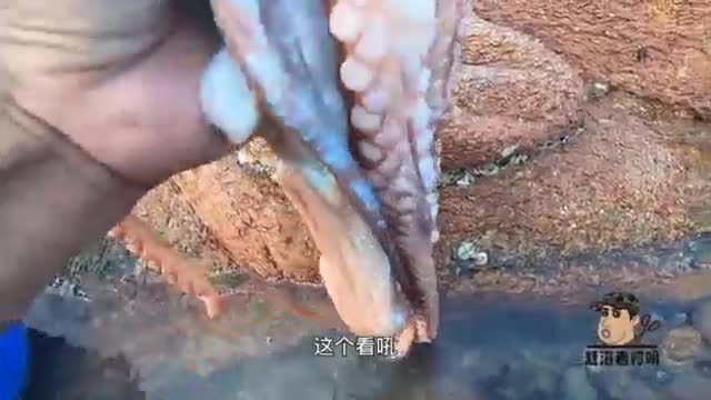 big octopus