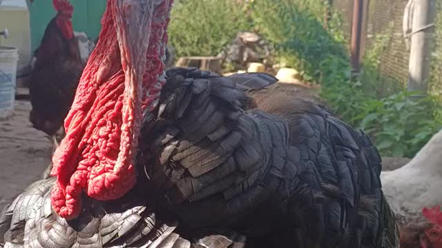 Black turkey looks at the camera.