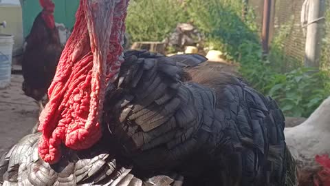 Black turkey looks at the camera.